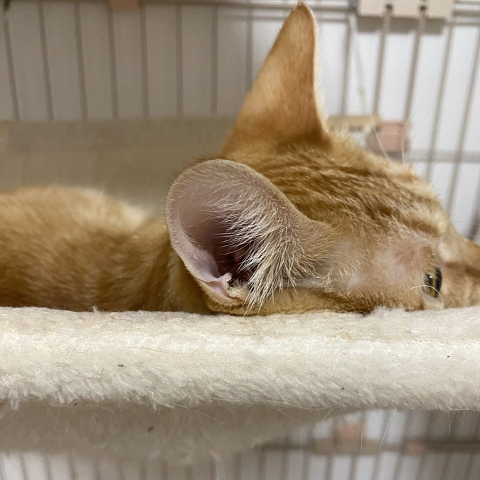 今日のモカ（投薬69日目）🐱⭐️