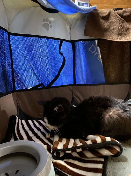 本日のアビさん🐈‍⬛