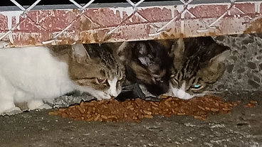 野良猫でも、お腹いっぱいに食べたい、人に愛されたい！生きるのに必死 のトップ画像