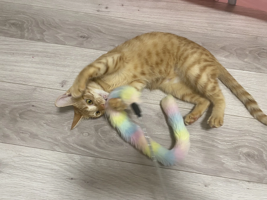 今日のモカ（投薬71日目）🐱⭐️