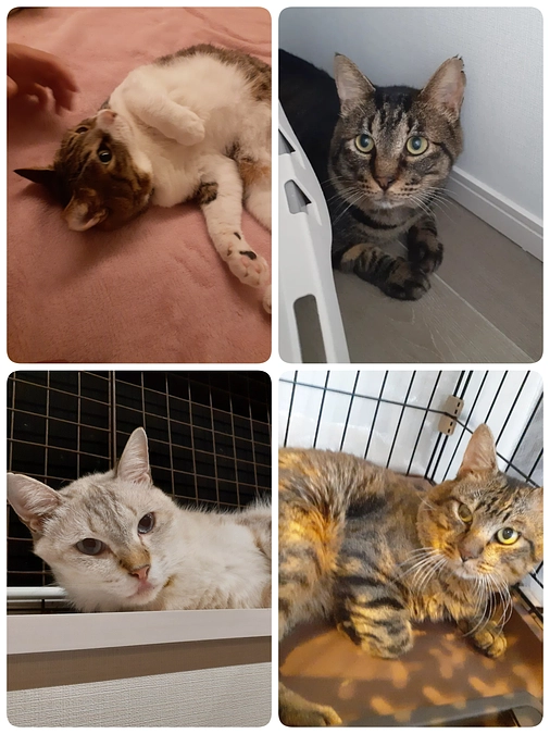 今週の4匹の通院、処方について