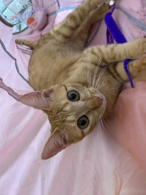 今日のモカ（投薬72日目）🐱⭐️