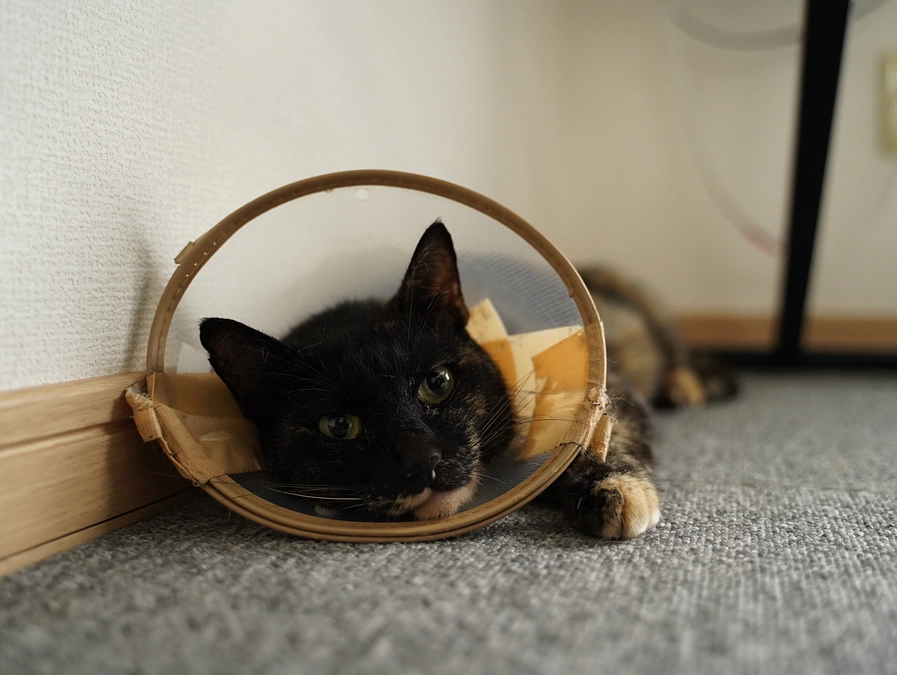 サビちゃんも手術無事終了です！