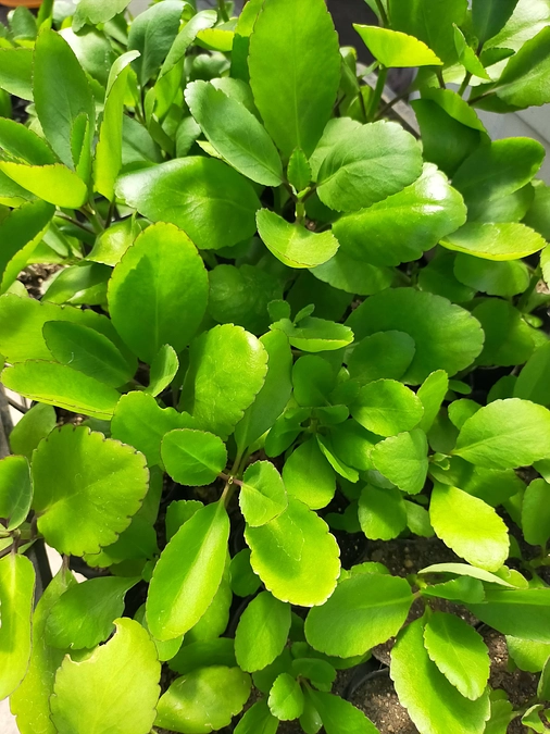 59日目！あと4時間！幸せの葉っぱ