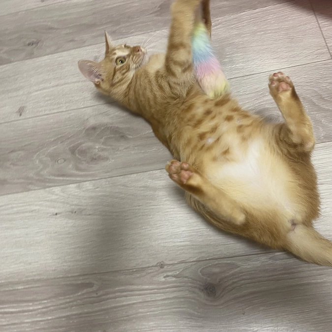 今日のモカ🐱⭐️（投薬64日目）