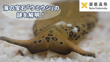 ウミウシの謎に迫る！盗んだ葉緑体で光合成する仕組み解明にご寄付を！ のトップ画像