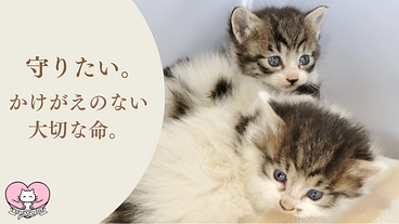 大切な命を守りたい。多頭飼育崩壊を未然に防ぐため猫に不妊去勢手術を のトップ画像