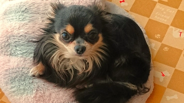 『憎帽弁閉鎖不全症』から小さな命を救うためのご支援をお願いします。 のトップ画像