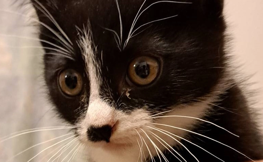 ハチワレ(8000)コース