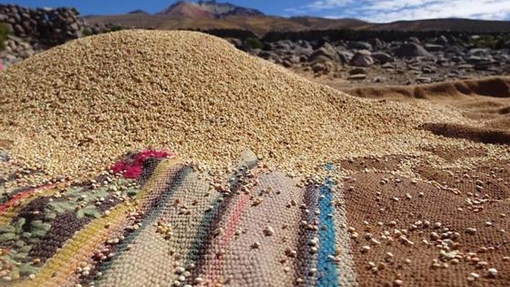 アンデスから日本へ!栄養満点のキヌアを“みんな”の食卓へ!