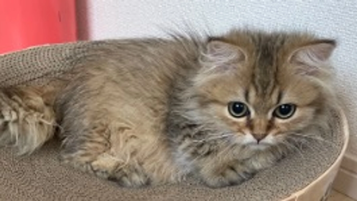 涼しくなってきまさしたね