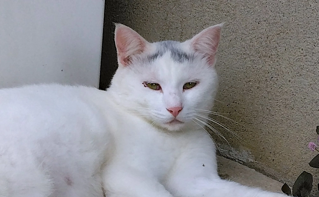 しろねこ(4625)コース