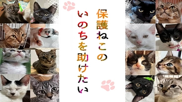 たくさんの猫たちが入所できるシェルターをつくりたい！ のトップ画像