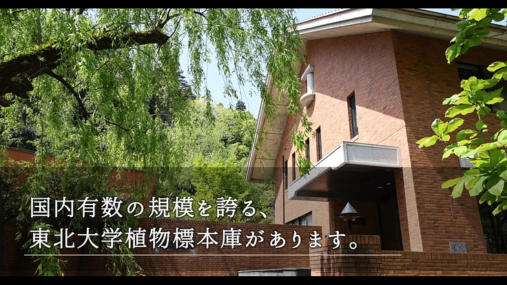 100年間受け継がれてきた植物標本を次世代へ|東北大学植物標本庫 4枚目