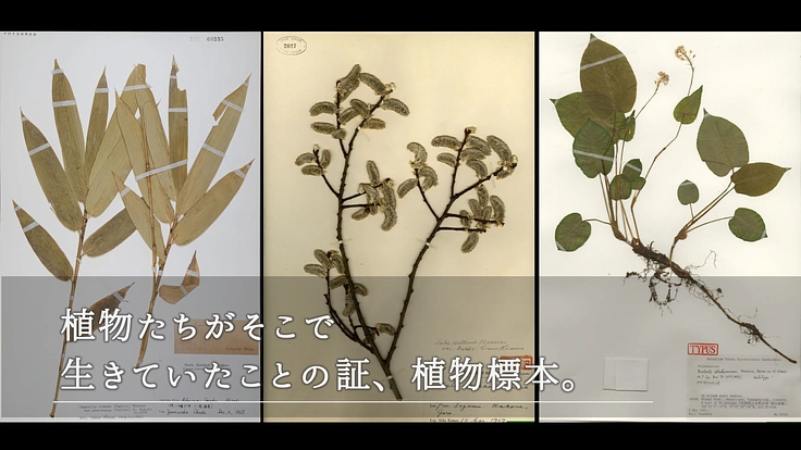 100年間受け継がれてきた植物標本を次世代へ｜東北大学植物標本庫 5枚目