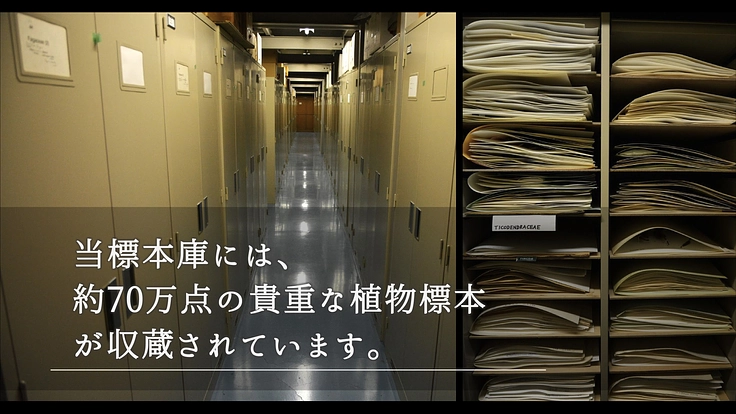 100年間受け継がれてきた植物標本を次世代へ｜東北大学植物標本庫 6枚目