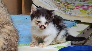 過酷なお外で暮らしてる外猫達、保護した猫達を守りたい。 のトップ画像