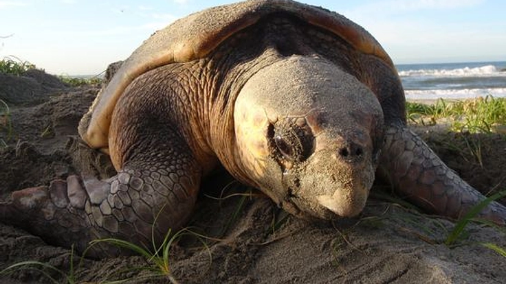 【第３弾】ウミガメ保護センターを表浜海岸にOPENします！