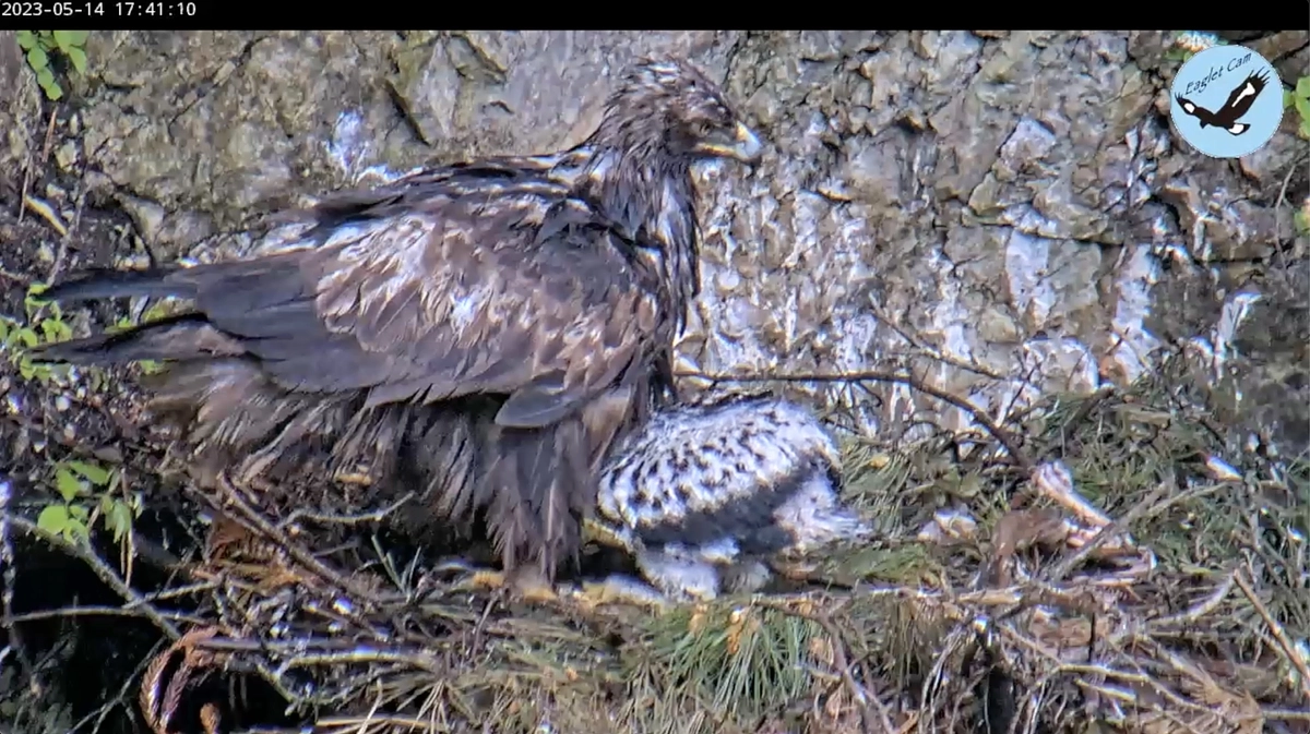 「伊吹山のイヌワシ子育て生中継」ダイジェスト2023　ニーナの成長