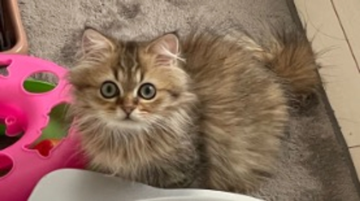 むぎ、トイレなう！