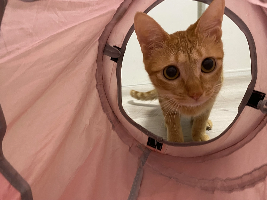 今日のモカ（投薬79日目）🐱⭐️