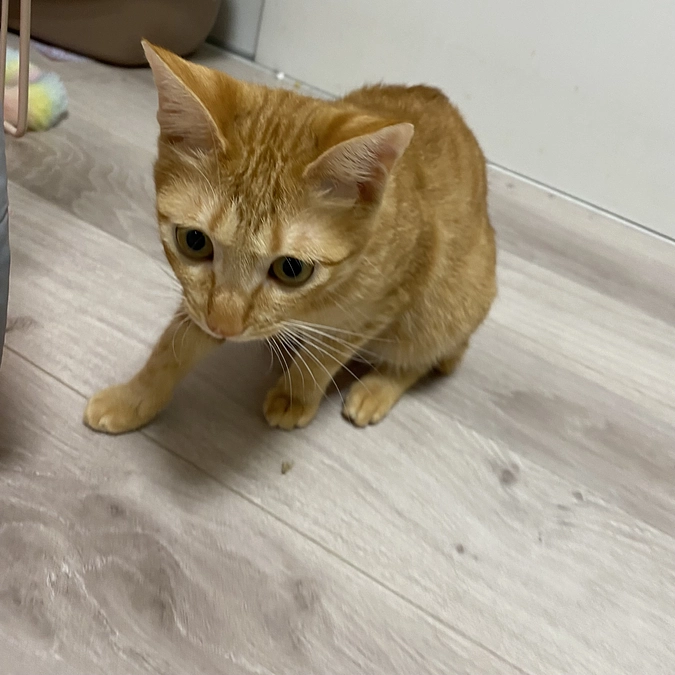 今日のモカ（投薬80日目）🐱⭐️