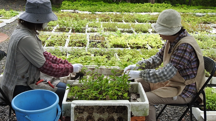 豊かな森づくりのためにいろいろな郷土種の苗を供給したい