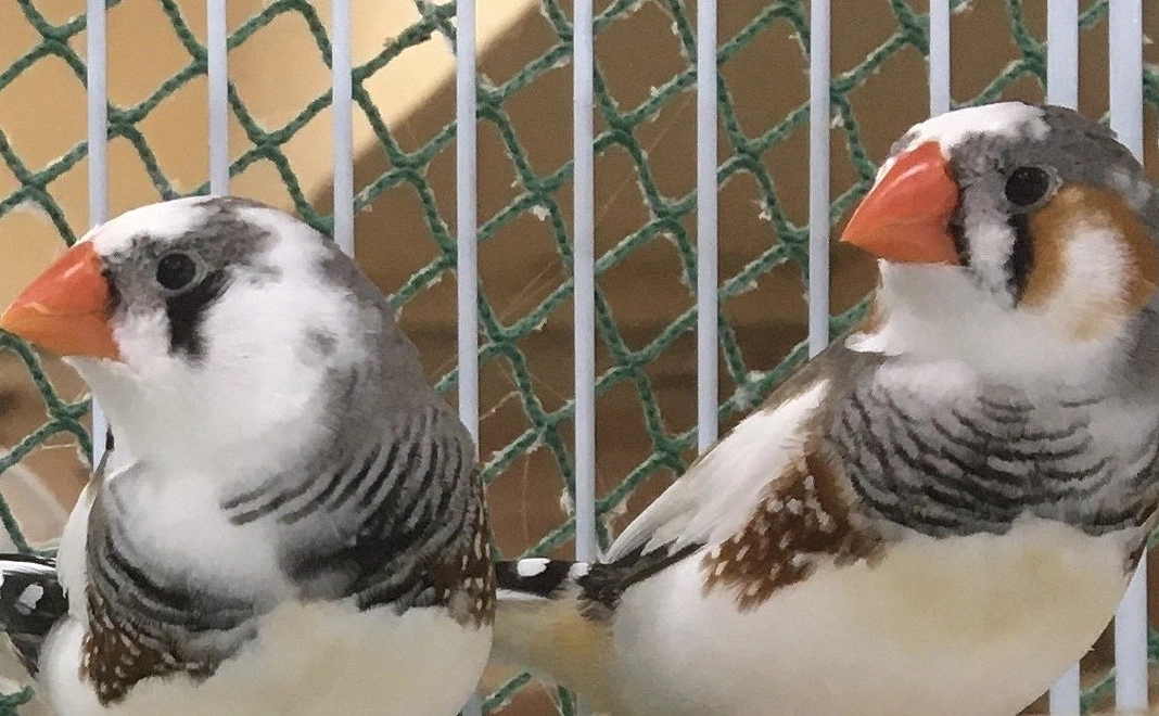 5千円｜応援コース