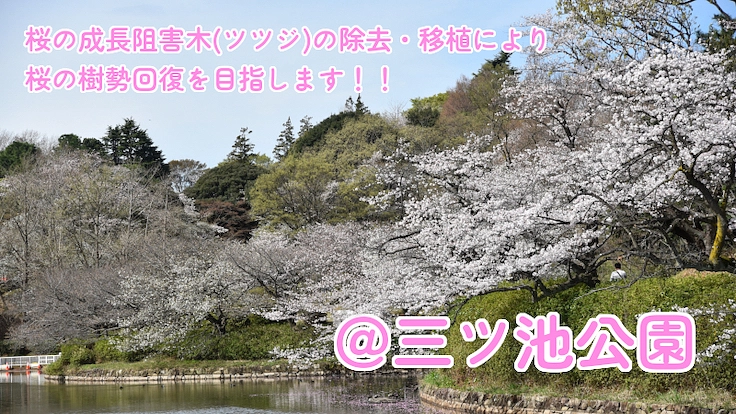 公園の桜守プロジェクトin神奈川~公園の桜を次世代に繋げたい~ 2枚目