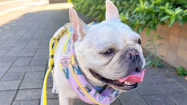 悪性リンパ腫と診断され治療中の4歳こむぎを助けてください！ のトップ画像