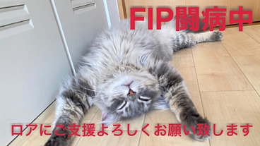 ロアをFIPから救うためにご支援よろしくお願いいたします のトップ画像