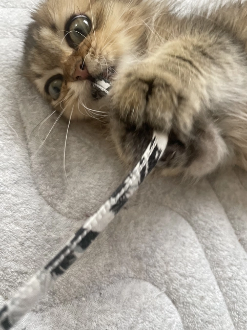 体調が良かった日