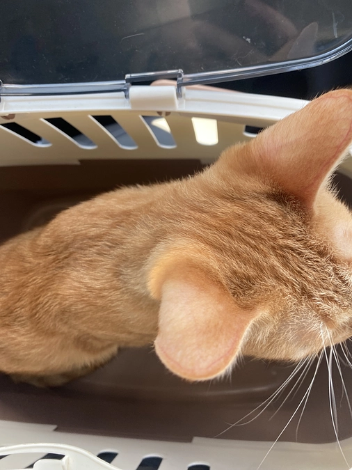 今日のモカ（投薬73日目）🐱⭐️