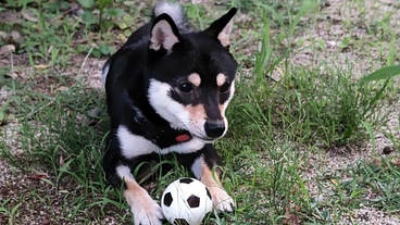 自宅の庭を開放し近所のわんちゃん達に安心安全なﾄﾞｯｸﾞﾗﾝを！ のトップ画像