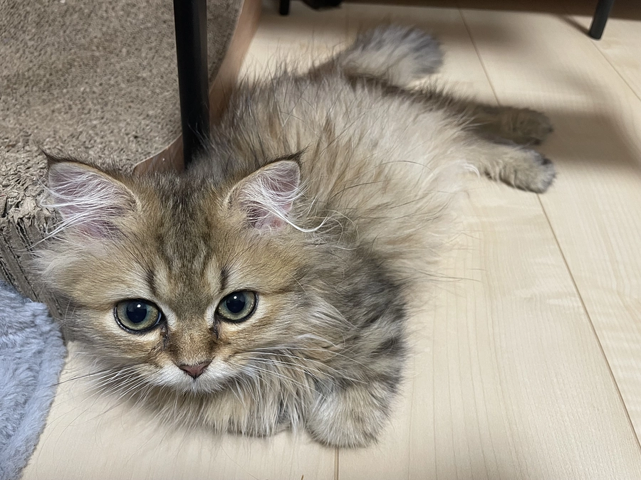 今日も平熱！嬉しい！