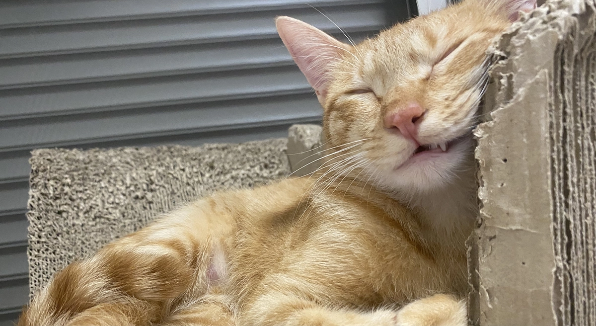 今日のモカ（投薬74日目）🐱⭐️