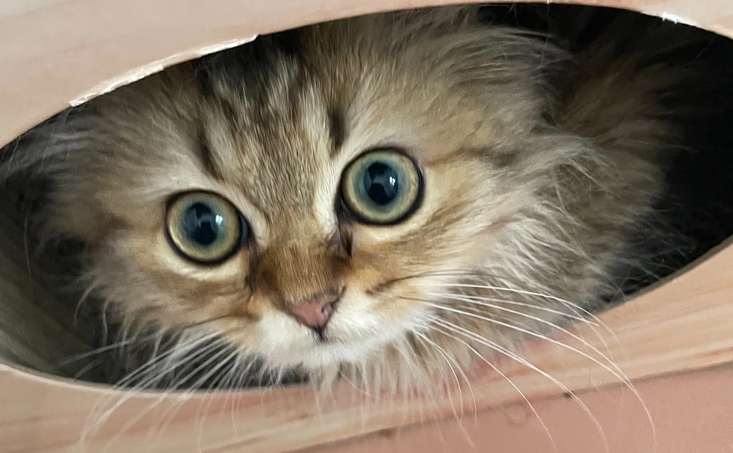 1,000円リターン不要