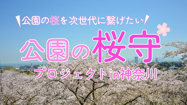 公園の桜守プロジェクトin神奈川~公園の桜を次世代に繋げたい~