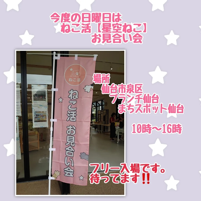 譲渡会のお知らせと【凪君】の治療報告