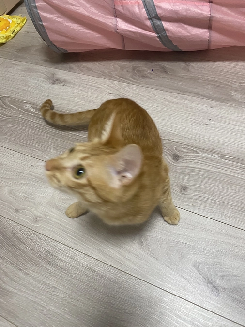 今日のモカ（投薬76日目）🐱⭐️