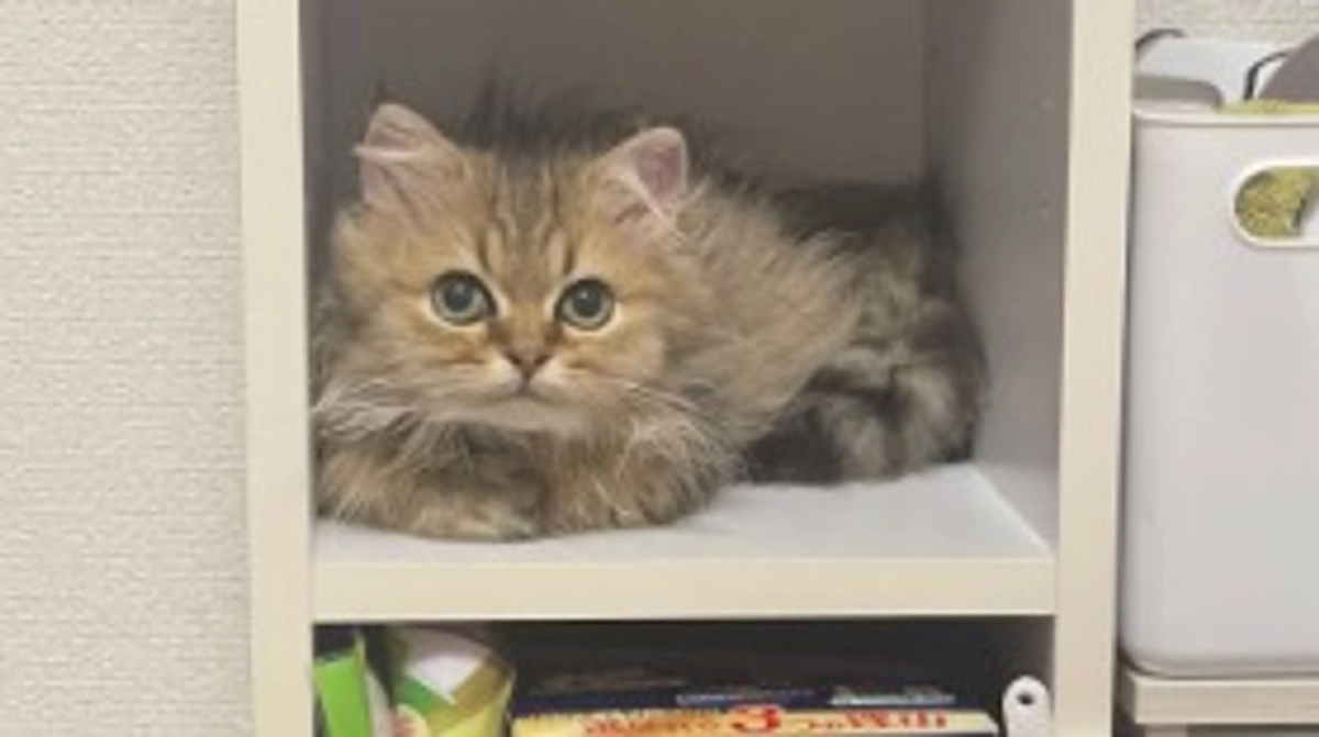 トイレでくつろぐ子猫