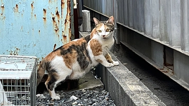 個人での猫の保護活動にご支援をお願いします のトップ画像