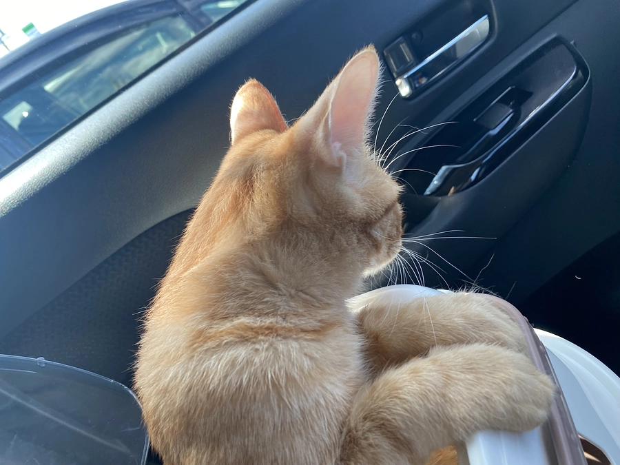 今日のモカ（経過観察4日目）🐱⭐️