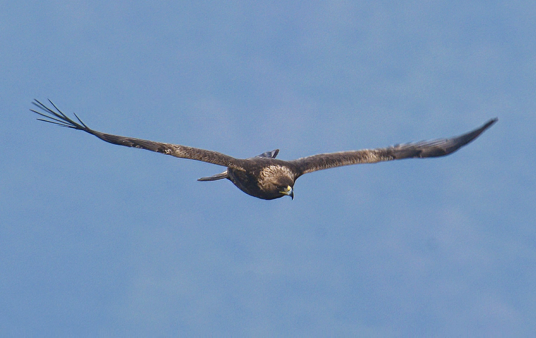 伊吹山イヌワシ観察会のお知らせ