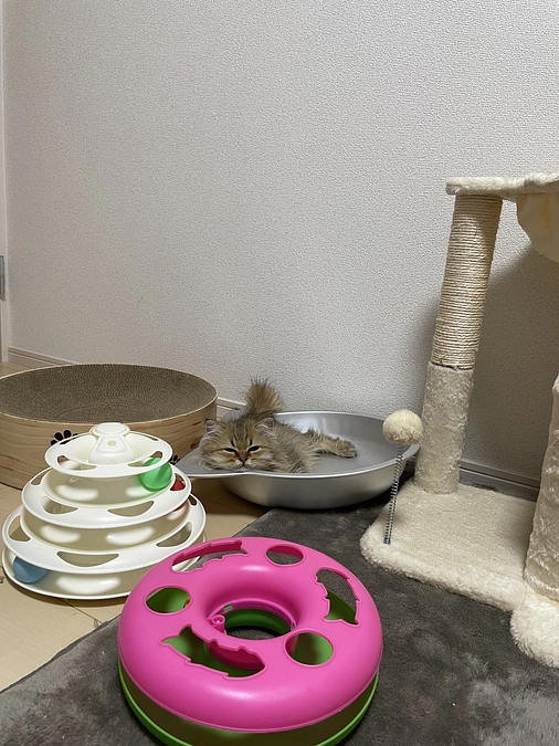 むぎ　劇的な体調不良です。