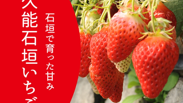 存続の危機にある“絶品”久能石垣いちごを調味料にして全国へ！