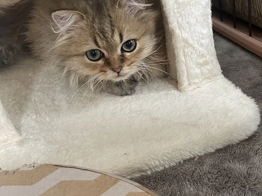 体調不良で見た目が変わったむぎ