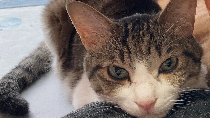 【助けてください】愛猫の鼻腔内腫瘍の治療費のご協力お願いします