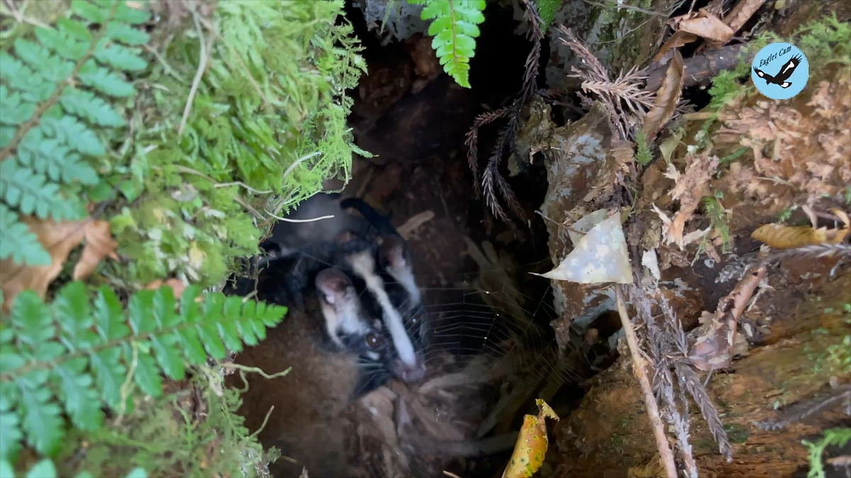 切り株の中でハクビシンが子育て