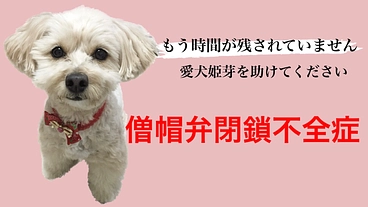 姫芽を助けたい！僧帽弁閉鎖不全症の手術費のご支援をお願い致します。 のトップ画像